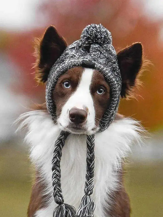 Casquette pour chien